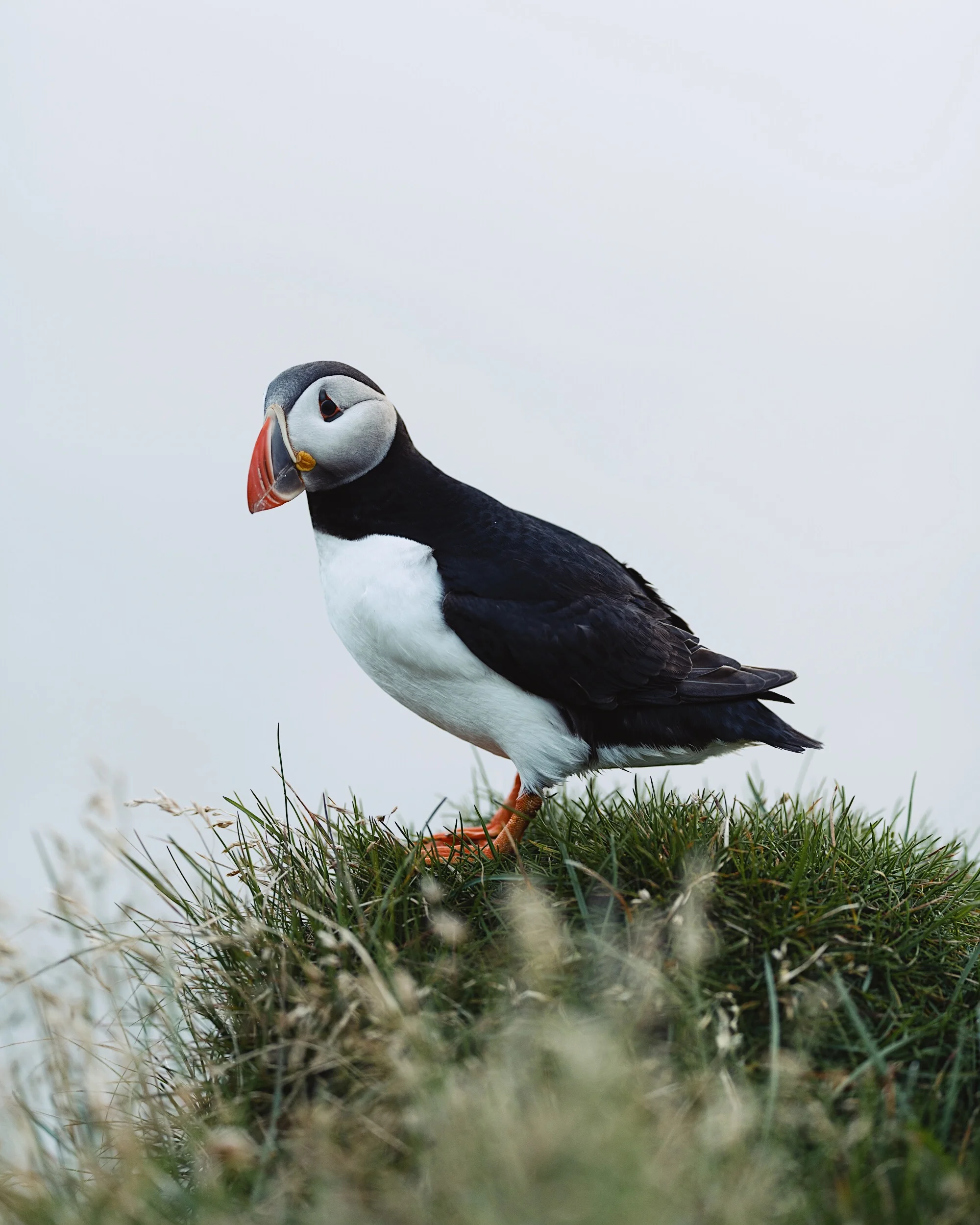 Puffin — Tanner Wendell Stewart
